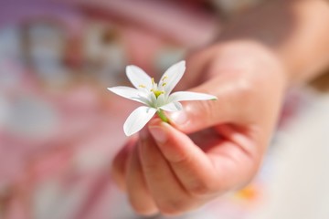 オオアマナという白い花を女の子が摘む