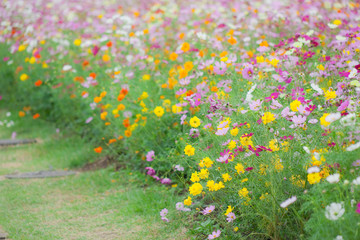 ハイキーに写したコスモス畑