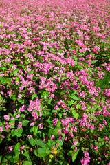 満開になった赤そばの花