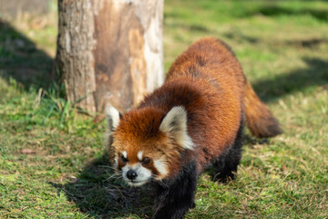 Red panda at the Osaka Zoo in Japan