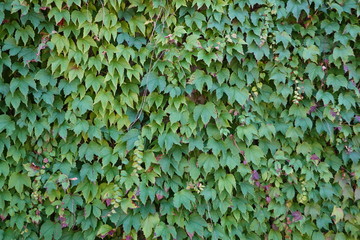 View of beautiful natural green leaves on cement wall background.