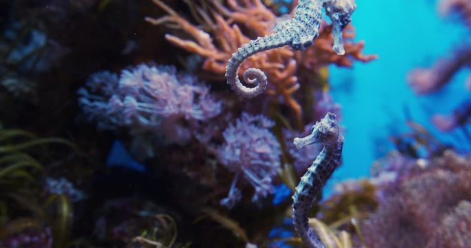 Closeup Shot of Sea Horses and Beautiful Coral Reefs Defocused in Background