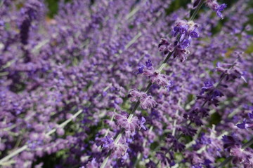 Lavender is a bushy, strong-scented perennial plant from the Mediterranean. In warmer regions, its gray to green foliage stays evergreen throughout the year.