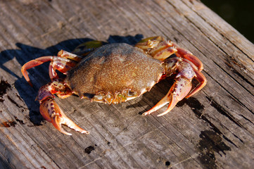 Crab Sunning Itself on a Dock