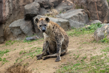 Laughing hyena (Spotted hyena) at the Osaka Zoo in Japan