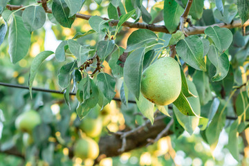 Selective focus to pear on the branch.