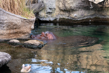 Hippos (Hippopotamus amphibius) at the Osaka Zoo in Japan