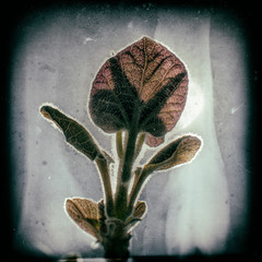 Son plantas de mi terraza