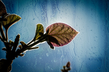 Son plantas de mi terraza
