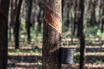 Rubber plantation for the extraction of latex, raw material in the manufacture of rubber, in Sao Paulo state, Brazil
