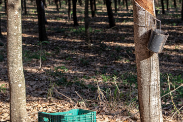Rubber plantation for the extraction of latex, raw material in the manufacture of rubber, in Sao Paulo state, Brazil