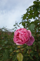 Pink Flower of Rose 'Alive' in Full Bloom
