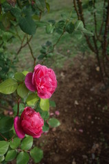 Pink Flower of Rose 'Alive' in Full Bloom
