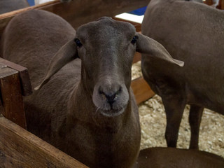 Santa ines sheep confined in stable in Brazil