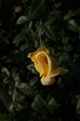 Fototapeta na wymiar Light Yellow Flower of Rose 'Amatu-Otome' in Full Bloom 