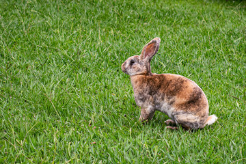 conejo