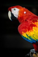 Retrato Guacamaya