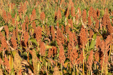 Mature sorghum fiel in Brazil