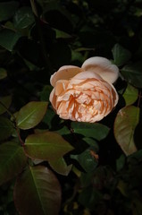 Apricot Flower of Rose 'Ambridge Rose' in Full Bloom
