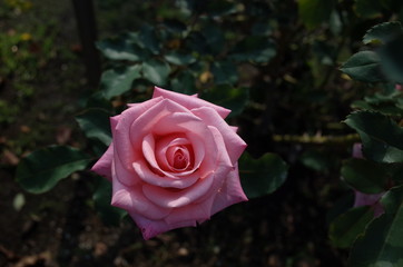Light Pink Flower of Rose 'America's Junior Miss' in Full Bloom
