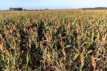 Mature sorghum fiel in Brazil