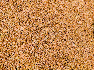 Wheat Background uniformly spread on ground for drying