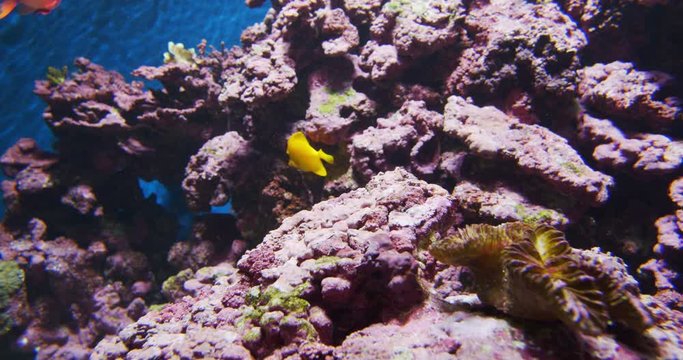 Yellow-Colored Fishes and Large Rocks Underwater in an Oceanarium