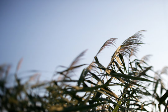 Tall Phragmites Plants Against A Clear Sky