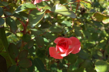 Obraz premium Apricot Flower of Rose 'Anna' in Full Bloom 