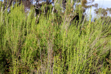 close up of dry climate vegetation