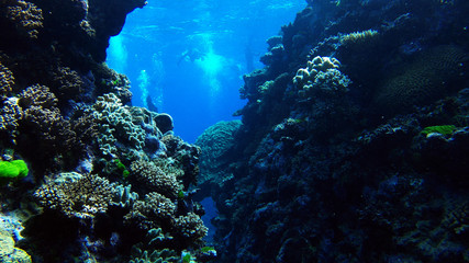 great barrier reef coral ecosystem divers in the distance