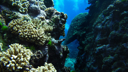 Naklejka na ściany i meble great barrier reef coral ecosystem