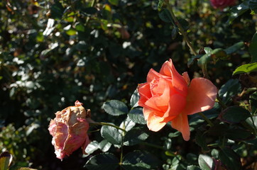 Apricot Flower of Rose 'Anna' in Full Bloom
