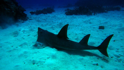 Obraz na płótnie Canvas great barrier reef coral ecosystem guitar shark