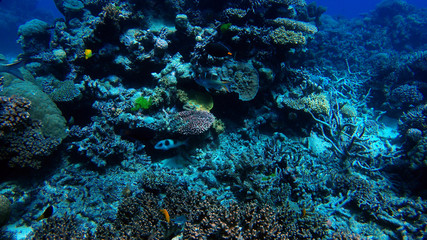 Naklejka na ściany i meble great barrier reef coral ecosystem