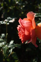 Apricot Flower of Rose 'Anna' in Full Bloom

