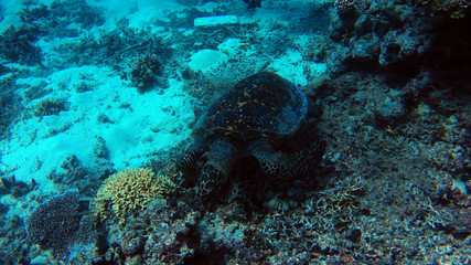 turtle sitting on coral reef