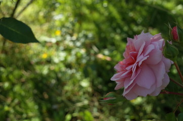 Light Pink Flower of Rose 'Anne Boleyn' in Full Bloom
