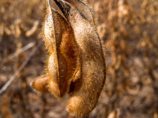 Detail of soy plant in field with selective focus, in Mato Grosso State, Brazil