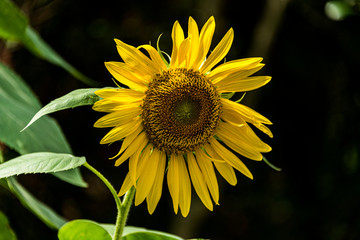 sunflower in the garden