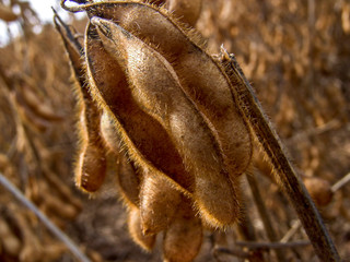 Detail of soy plant in field with selective focus, in Mato Grosso State, Brazil