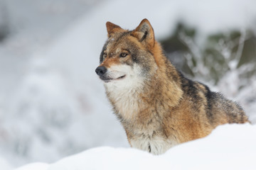 Red wolf in a forest covered in the snow and trees with a blurry background