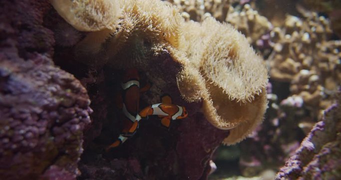 Clown Fishes Underwater and Sea Anemone Surrounding Them