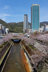 神戸 春の生田川と高層ビル