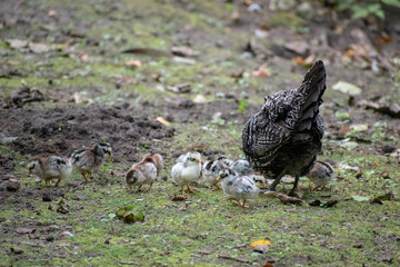 Low angle shot of a partridge with its little cheepers walking on grass