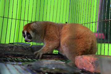 Obraz premium Take a closer look at the exotic animal slow loris (Nycticebus) that was rescued in Pekanbaru, Riau, Indonesia.