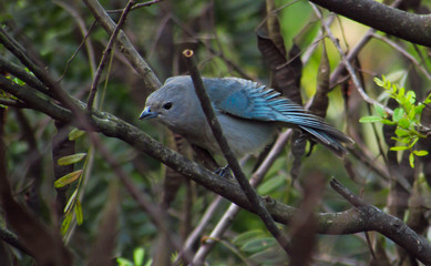 blue bird among the branches