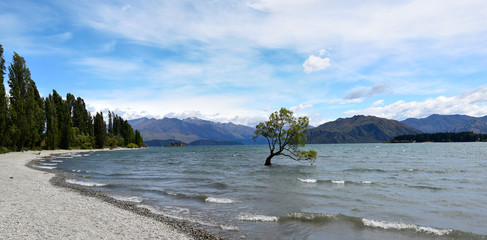 That Wanaka Tree