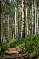 Obraz premium Colorado Trail in Summer Kenosha Pass