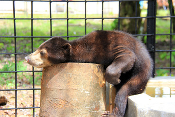 Black sun bears take a nap in the sun. Rescued and treated in Pekanbaru, Riau, Indonesia.